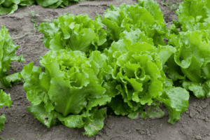 By Dwight Sipler from Stow, MA, USA - LettuceUploaded by Jacopo Werther, CC BY 2.0, https://commons.wikimedia.org/w/index.php?curid=25220994