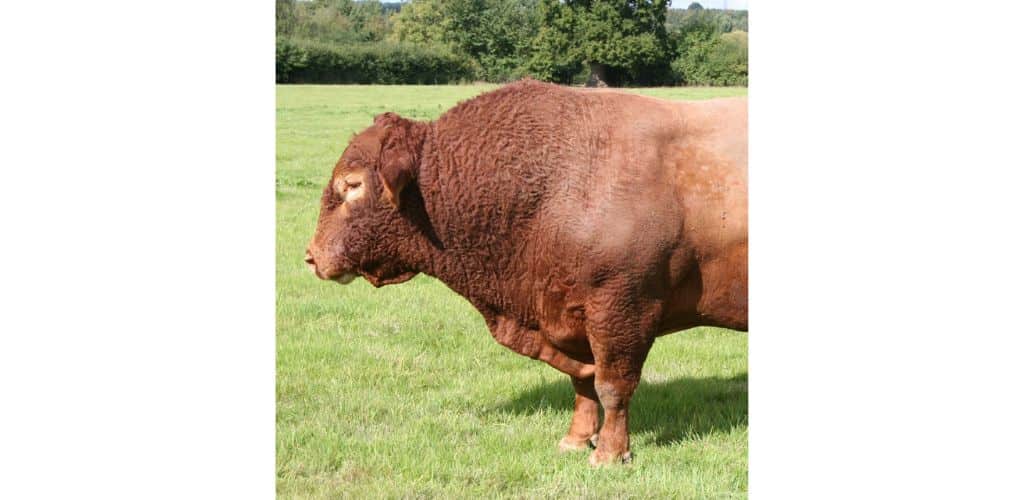 Large brown bull